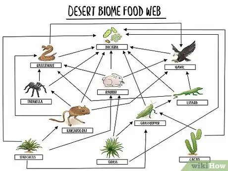 Image titled Food Web Visual Sample