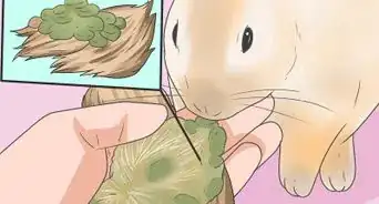 Feed Your Rabbit the Right Greens