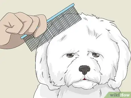 Image titled Groom a Bichon Frise Step 1