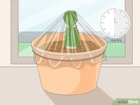 Image titled Propagate Christmas Cactus Step 11