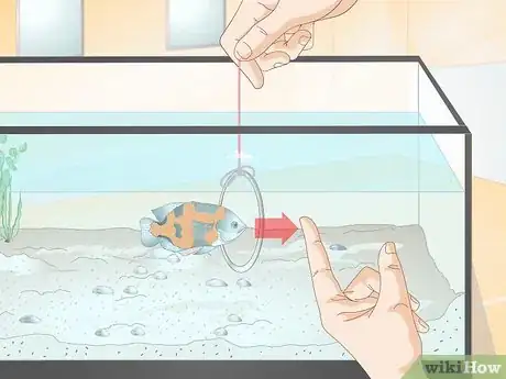 Image titled Train Your Fish to Do Tricks Step 6