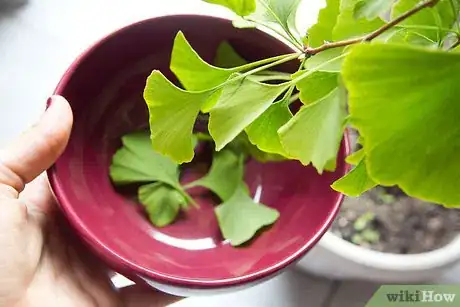 Image titled Make Gingko Tea Step 1