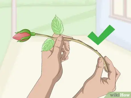 Image titled Take Rose Cuttings Step 7