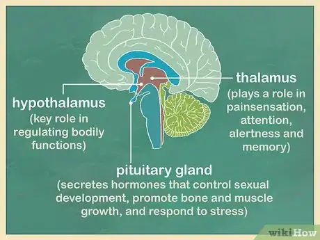 Image titled Study the Brain Step 2