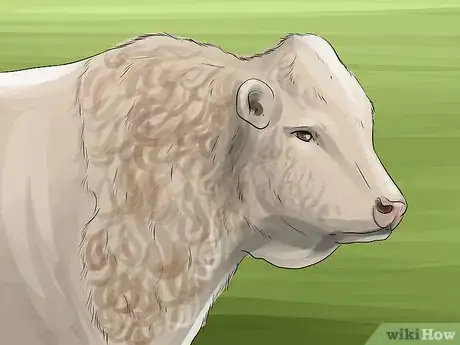 Image titled Identify Charolais Cattle Step 3