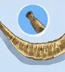 Make a Shofar