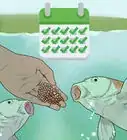 Hand Feed a Fish