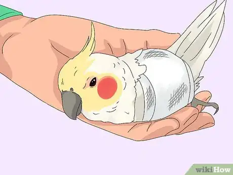 Image titled Treat Injured Cockatiels Step 14