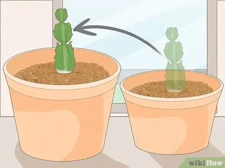 Image titled Propagate Christmas Cactus Step 13