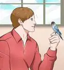 Teach Your Budgie to Talk