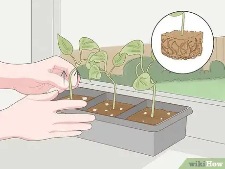 Image titled Grow Philodendron from Cuttings Step 13