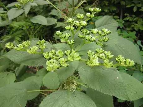 Image titled Laportea_canadensis