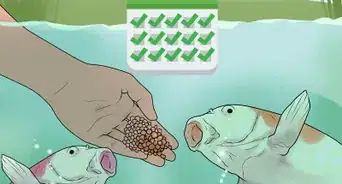 Hand Feed a Fish