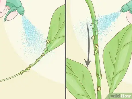 Image titled Keep Aphids Away Using Eco Friendly Methods Step 8