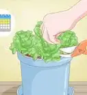 Grow Lettuce Indoors