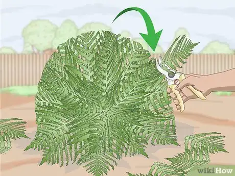 Image titled Prune Ferns Step 4