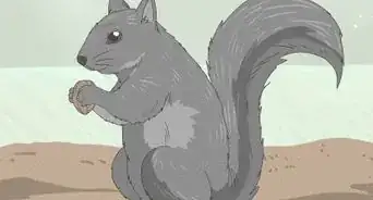 Why Do Squirrels Chase Each Other