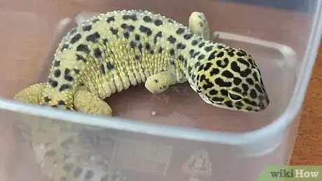 Image titled Clean a Leopard Geckos Tank Step 12