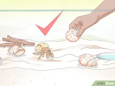 Image titled Help a Hermit Crab Change Shells Step 11