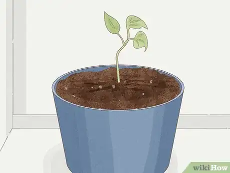 Image titled Grow Philodendron from Cuttings Step 20