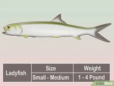 Image titled Create a Setup for Inshore Fishing Step 37