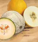 Grow Cantaloupe