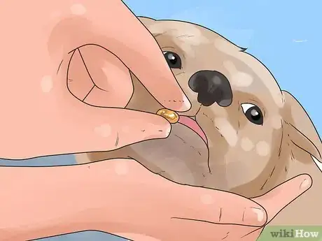 Image titled Save a Choking Dog Step 3