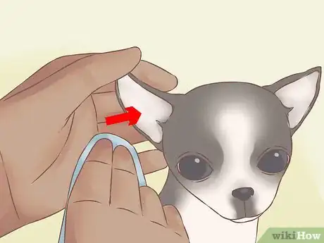 Image titled Care for Your Chihuahua Puppy Step 23