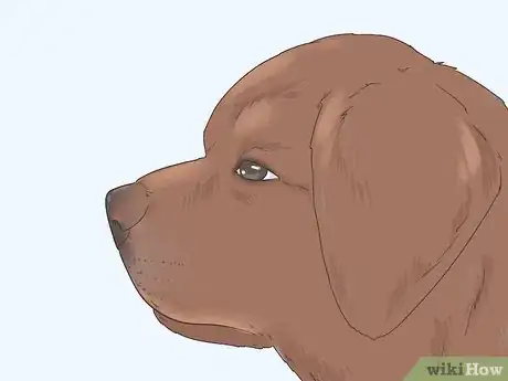 Image titled Identify a Pure Labrador Puppy Step 3