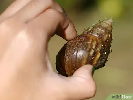 Image titled Get Rid of Slugs and Snails With Yeast Step 4