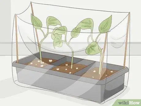 Image titled Grow Philodendron from Cuttings Step 11