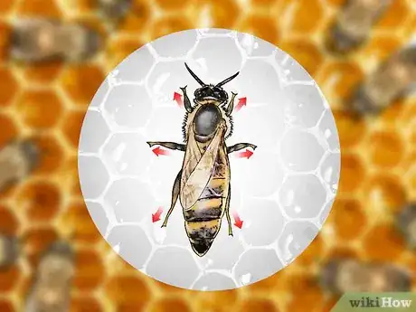 Image titled Identify a Queen Bee Step 3