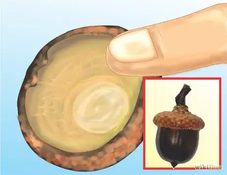 Image titled Whistle Using an Acorn Cap Step 1.png