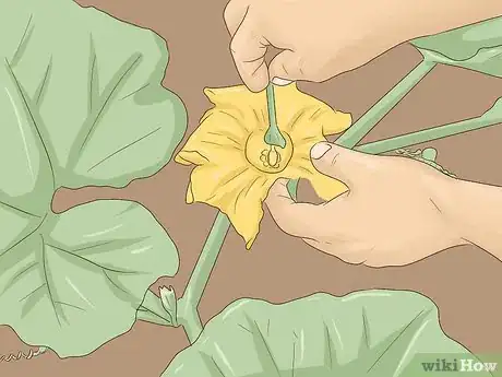 Image titled Grow Pumpkins Indoors Step 7