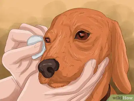 Image titled Treat Dog Eye Infection Step 4