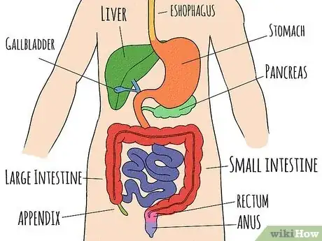 Image titled Draw a Model of the Digestive System Step 14