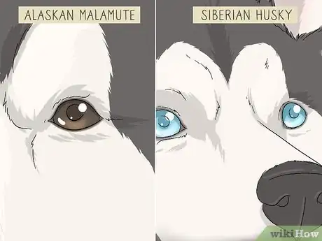 Image titled Identify an Alaskan Malamute from a Siberian Husky Step 3