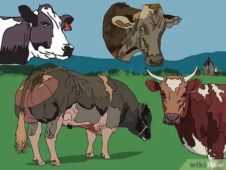 Image titled Tell the Difference Between Bulls, Cows, Steers and Heifers Step 2