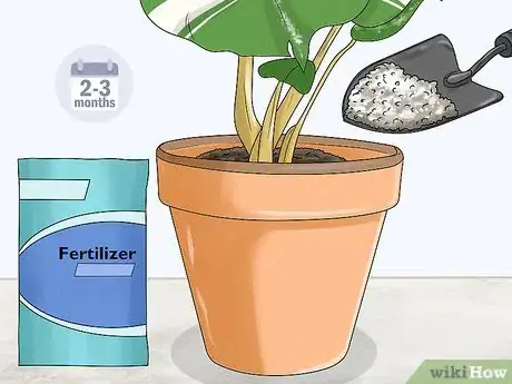 Image titled Grow Variegated Monstera Step 9