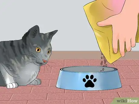 Image titled Move with a Cat Step 8