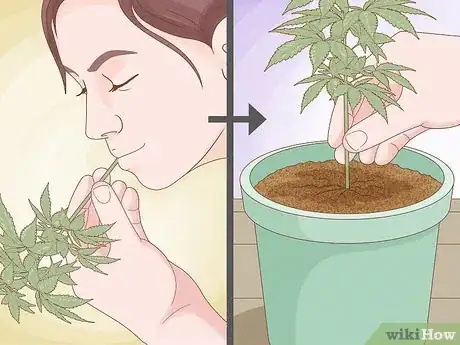 Image titled Clone a Marijuana Plant Without Rooting Hormone Step 11