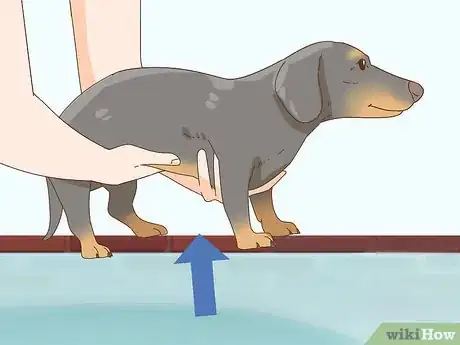 Image titled Hold a Dachshund Properly Step 3