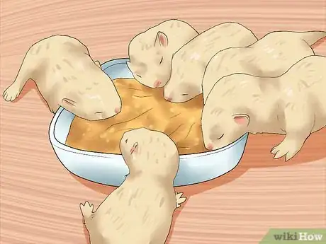 Image titled Breed a Pet Ferret Step 12