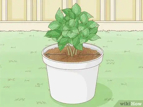 Image titled Plant Hydrangeas Step 4