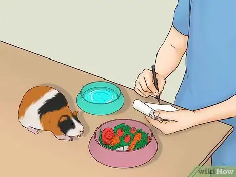 Image titled Care for a Pregnant Guinea Pig Step 8