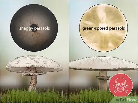 Image titled Identify Poisonous Mushrooms Step 10