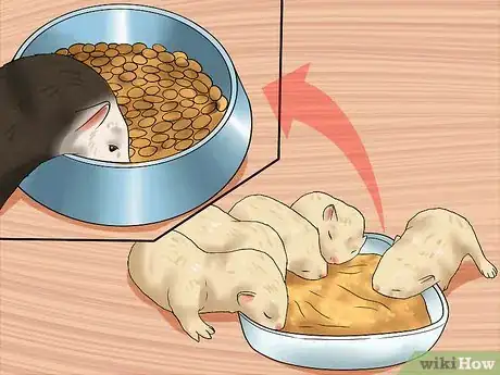 Image titled Breed a Pet Ferret Step 13