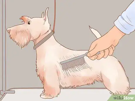 Image titled Groom a Scottish Terrier Step 10