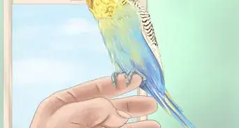 Choose a Good Budgie