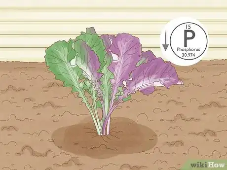 Image titled Treat Turnips Greens That Are Turning Purple Step 2